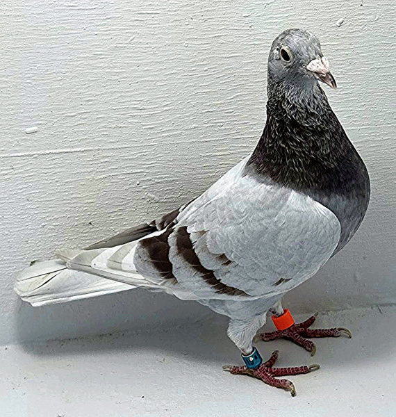 Band: AU 20115 AA 2025